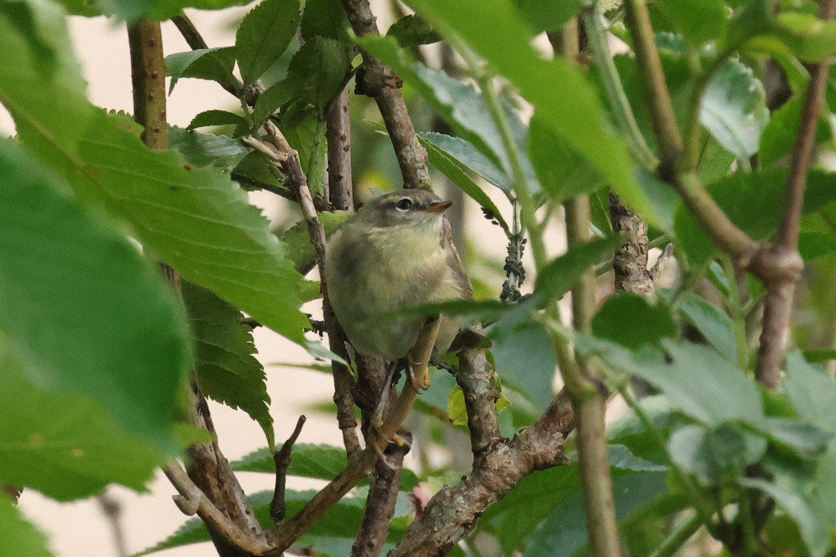 Zilpzalp - ML644680897