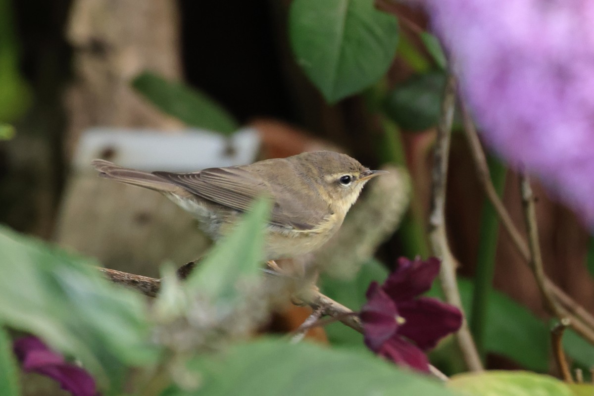 Zilpzalp - ML644680898