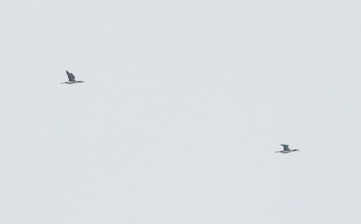 Eistaucher - ML644680899