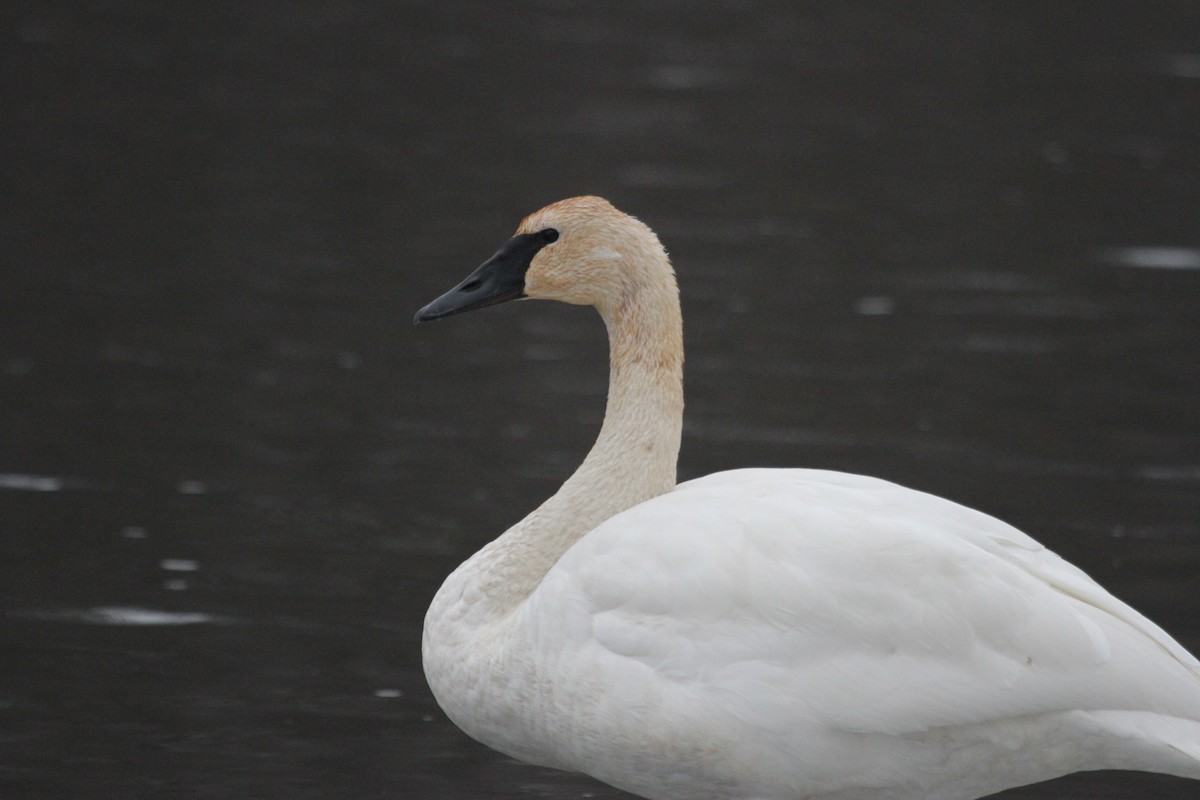 ナキハクチョウ - ML644680900