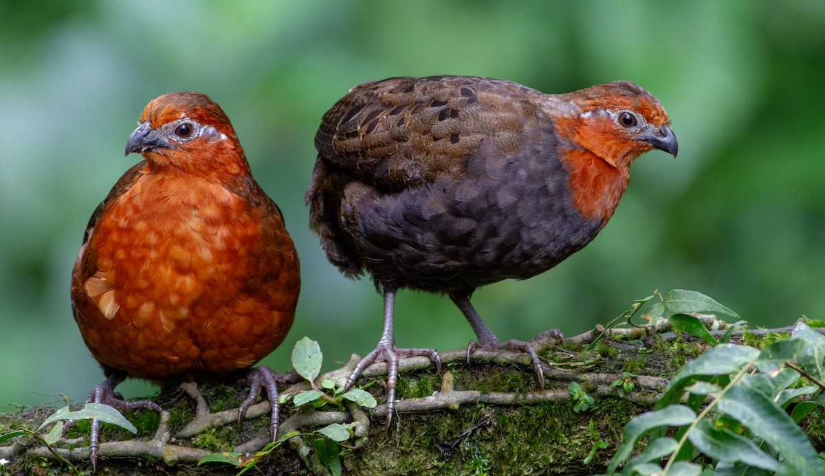 Kastanienwachtel - ML644680902