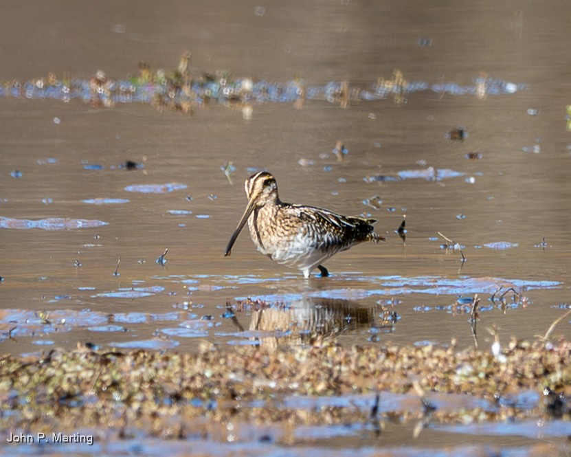 Wilsonbekassine - ML644680906