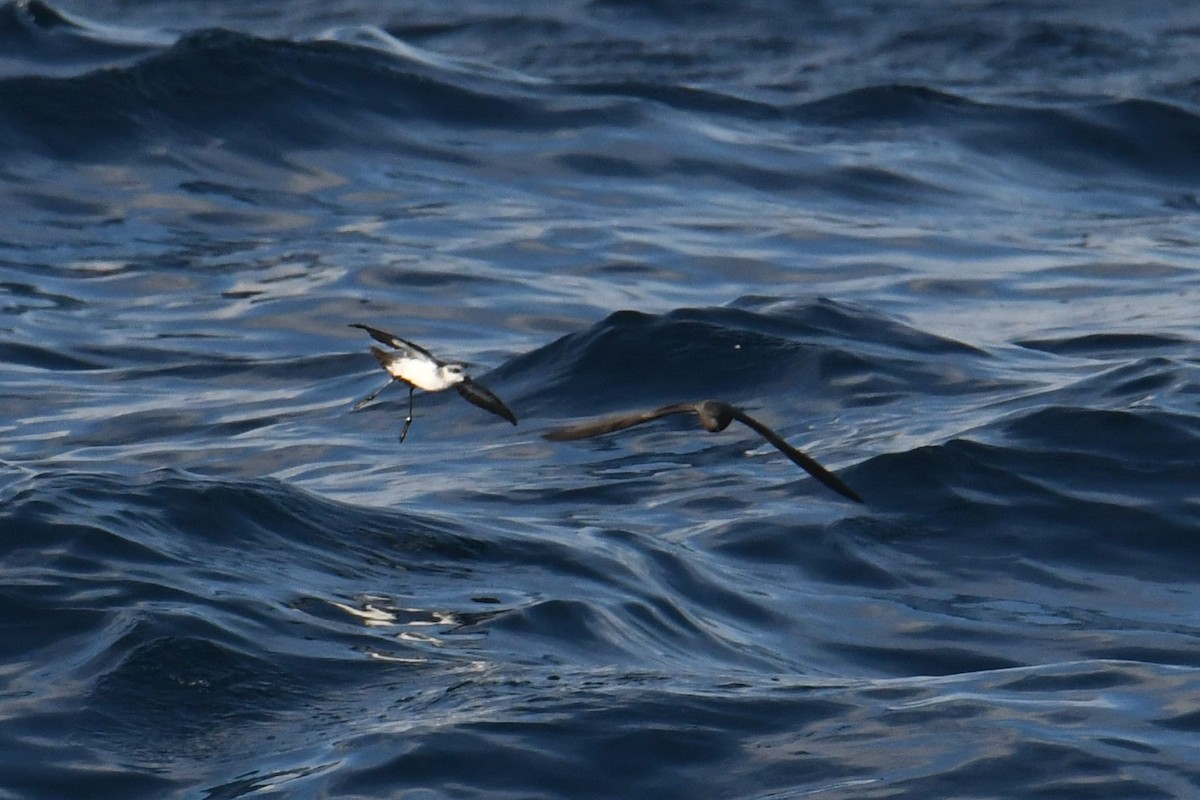 Weißgesicht-Sturmschwalbe - ML644680907