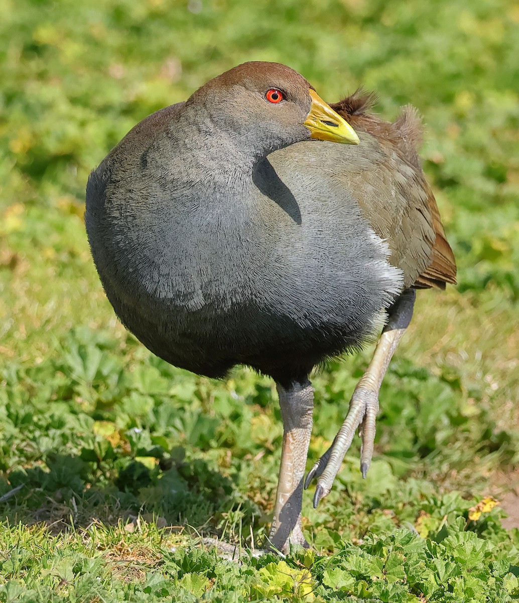 Grünfuß-Teichhuhn - ML644680909