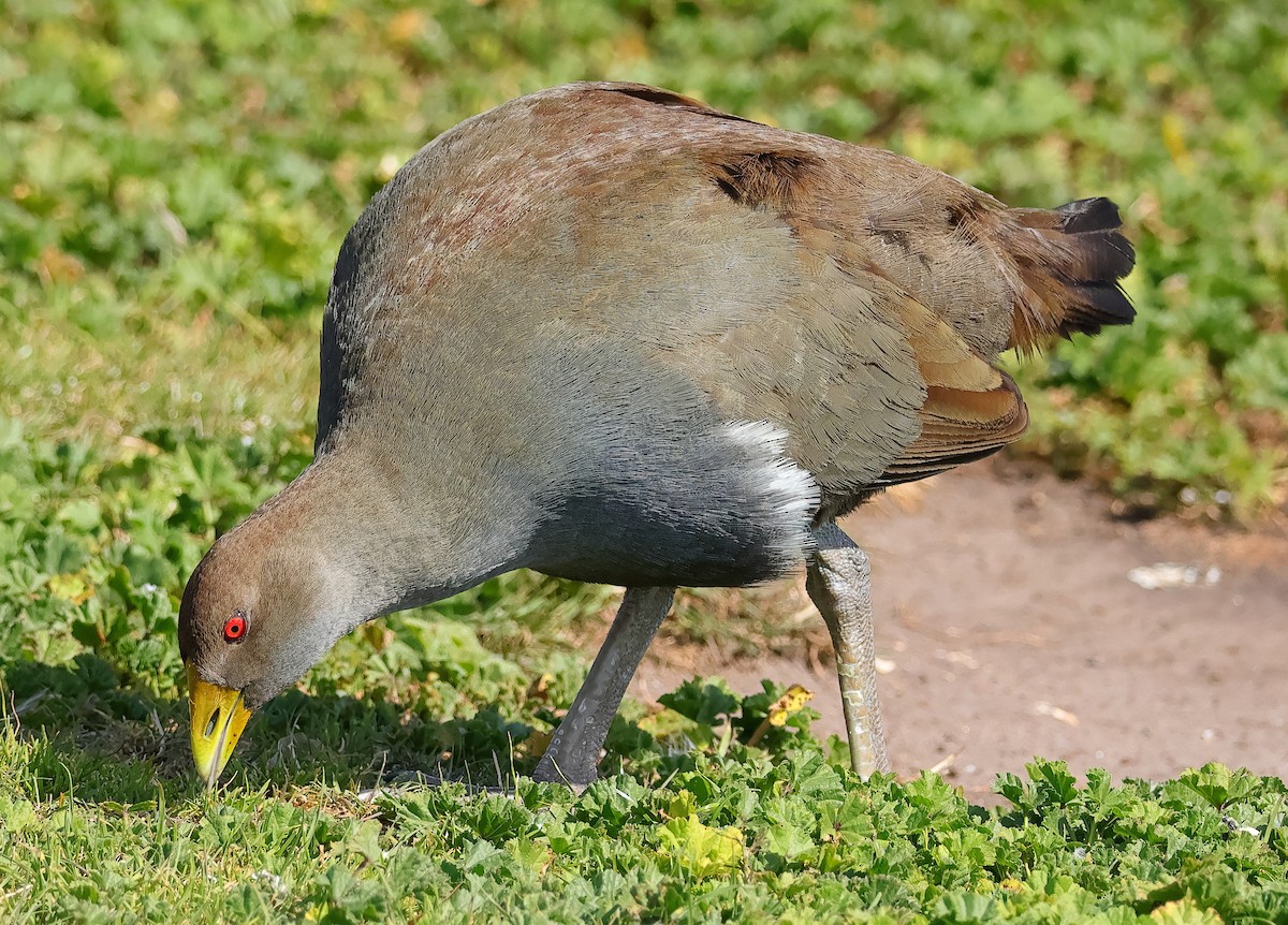 Tasmanian Nativehen - ML644680910
