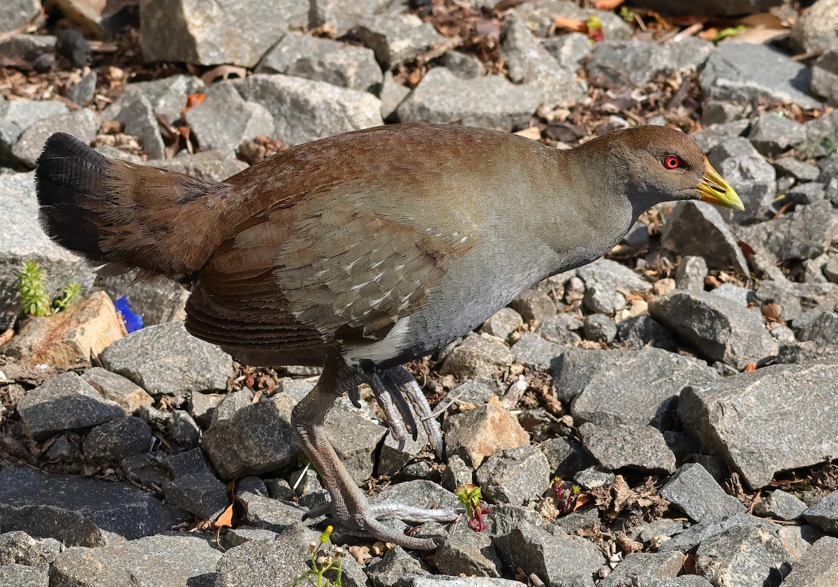 Tasmanian Nativehen - ML644680911