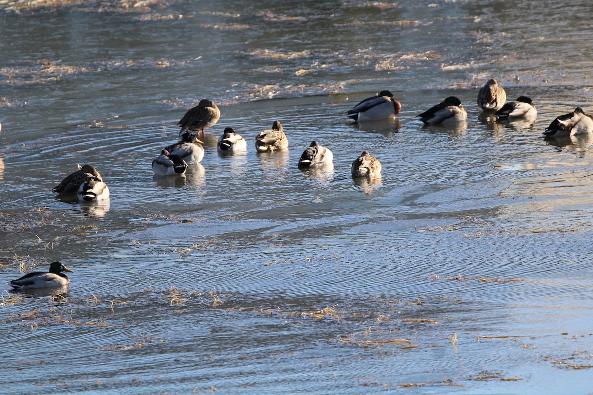 Canard colvert - ML644680912