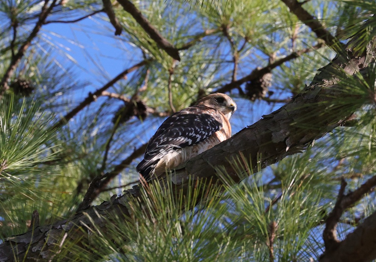 Rotschulterbussard - ML644680913