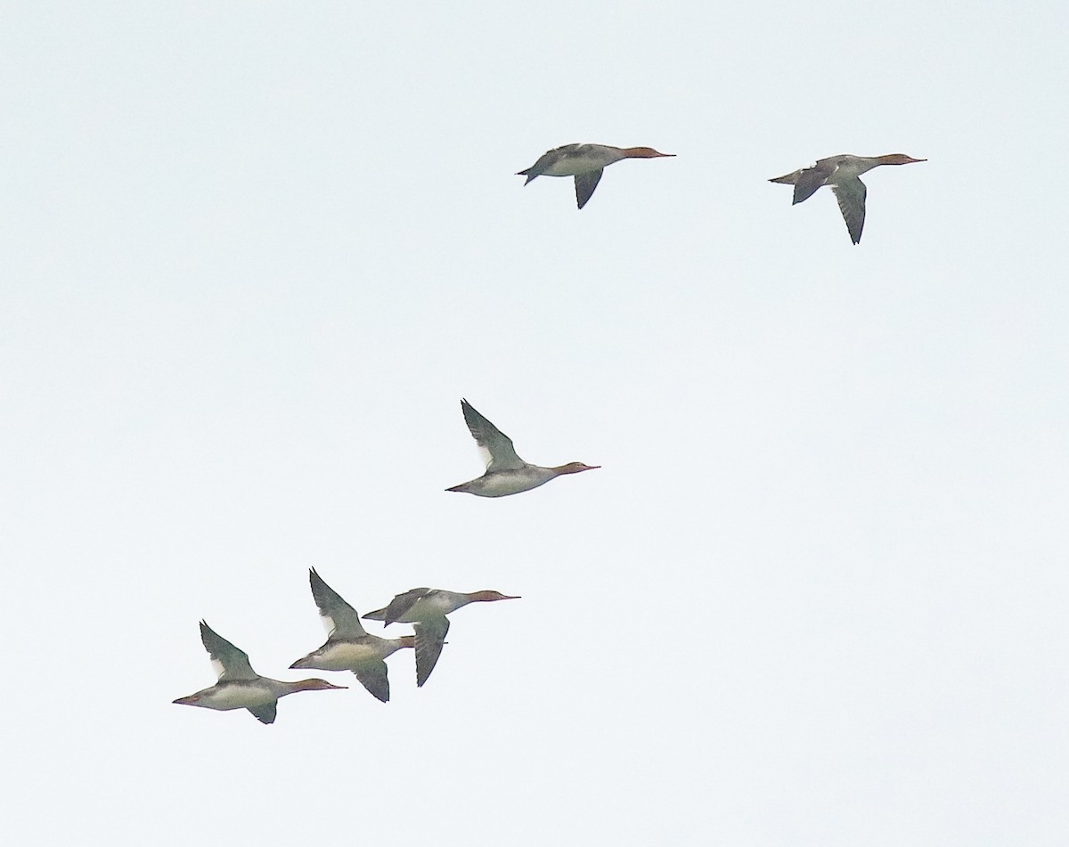 Mittelsäger - ML644680914