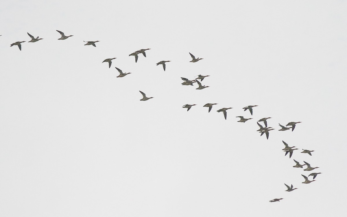 Mittelsäger - ML644680915