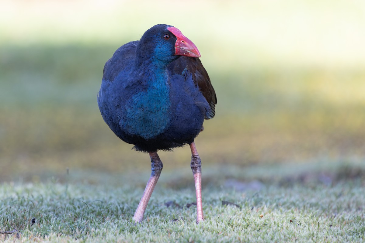 オーストラリアセイケイ - ML644680920