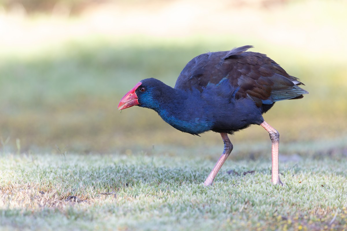 オーストラリアセイケイ - ML644680921