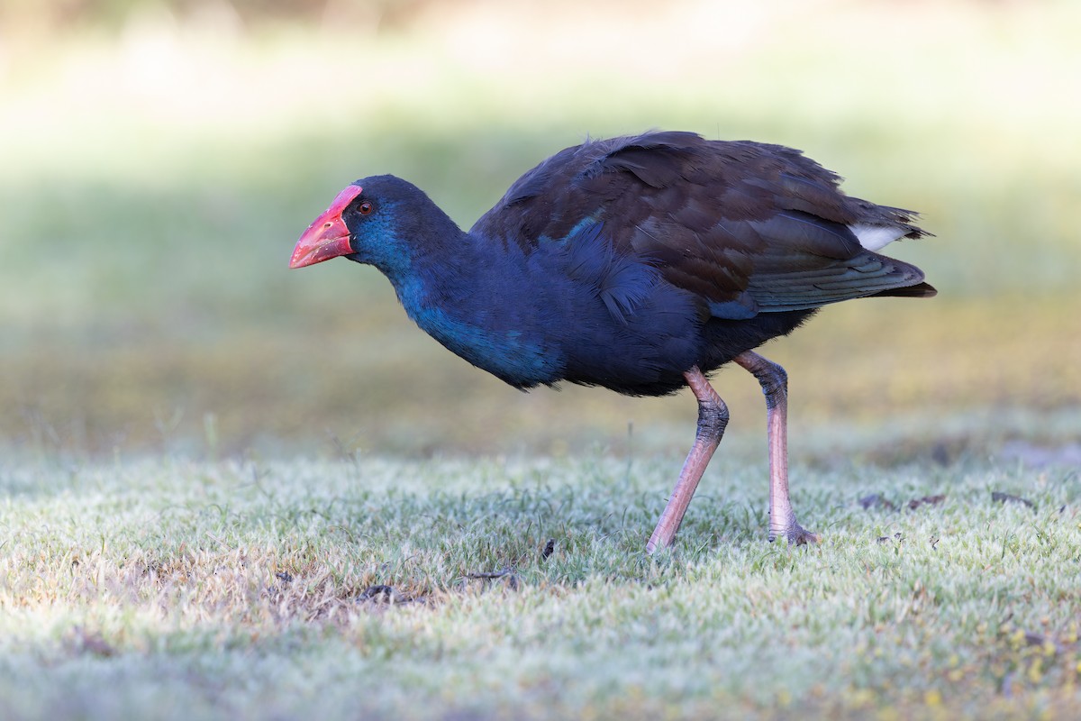 オーストラリアセイケイ - ML644680922