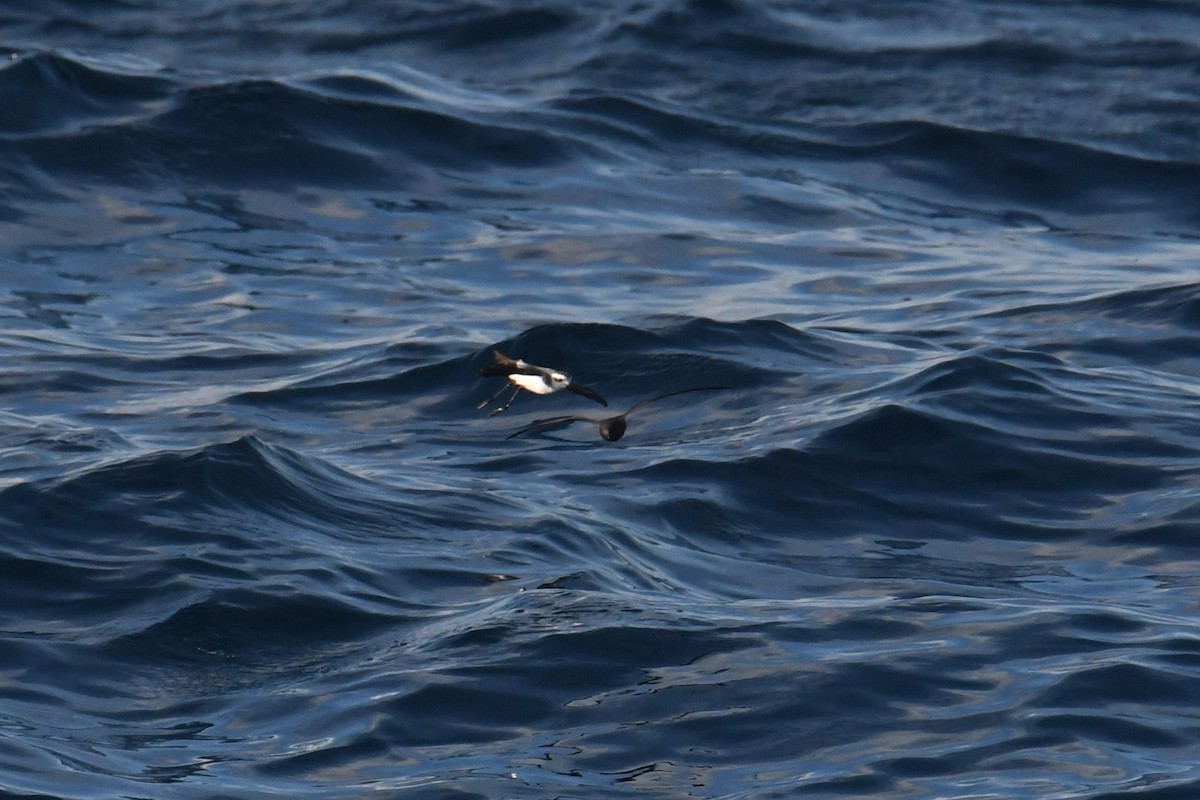 Weißgesicht-Sturmschwalbe - ML644680923