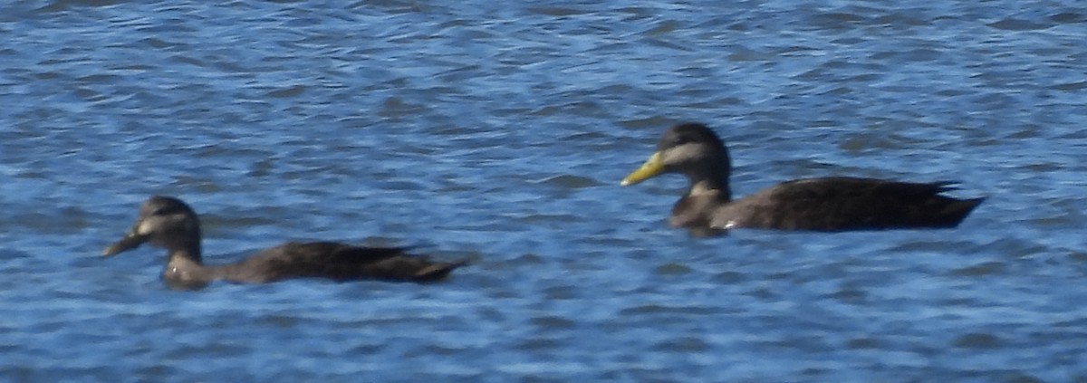 Dunkelente - ML644680924