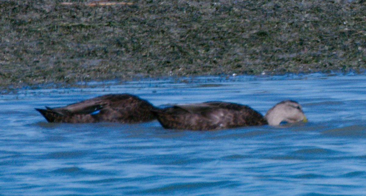 Dunkelente - ML644680925