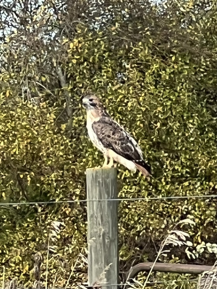 Red-tailed Hawk - ML644680926