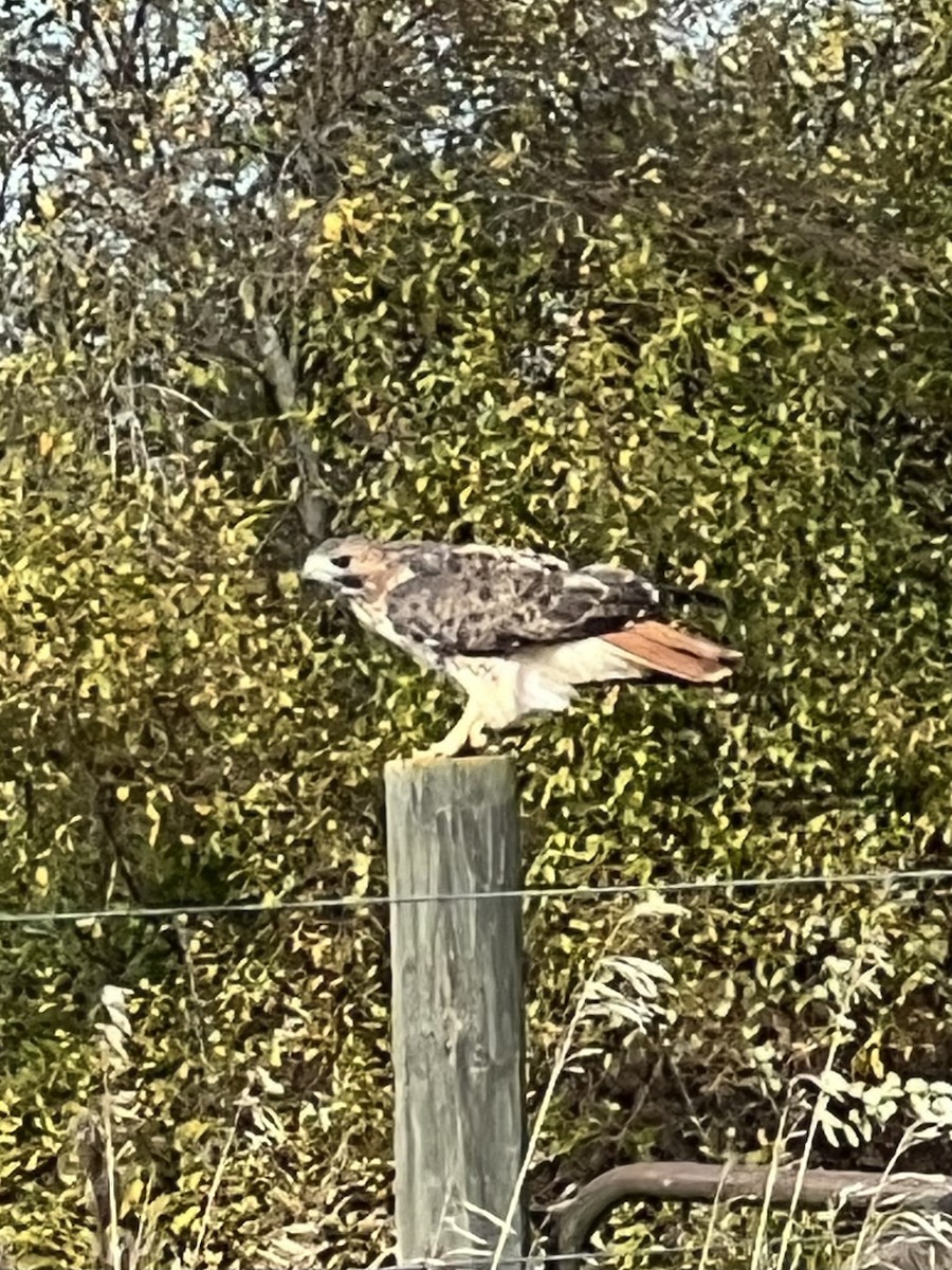 Red-tailed Hawk - ML644680927