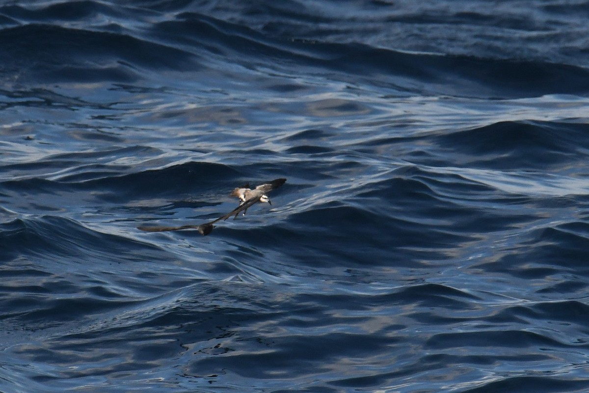White-faced Storm-Petrel - ML644680930