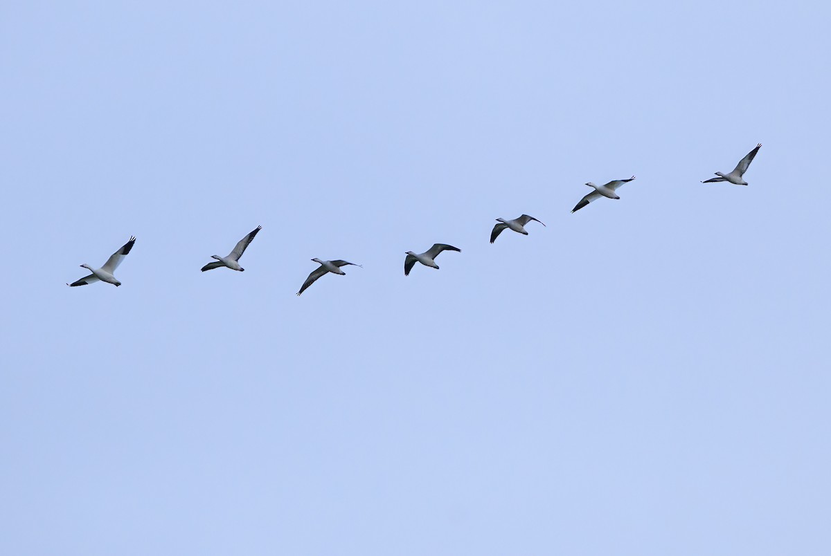 husa sněžní - ML644680931