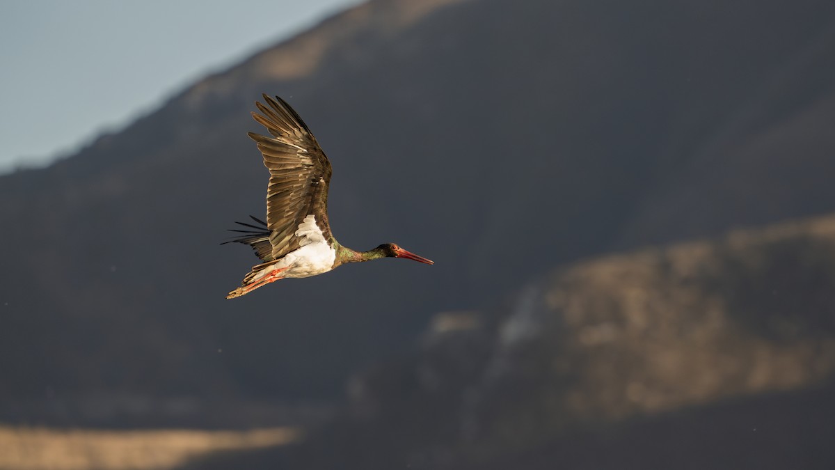 Cicogna nera - ML644680933