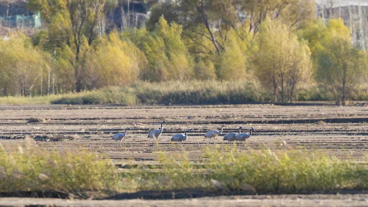 Common Crane - ML644680940