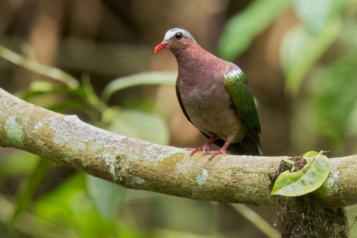 キンバト - ML644680943