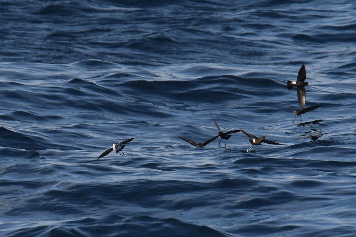 White-faced Storm-Petrel - ML644680949