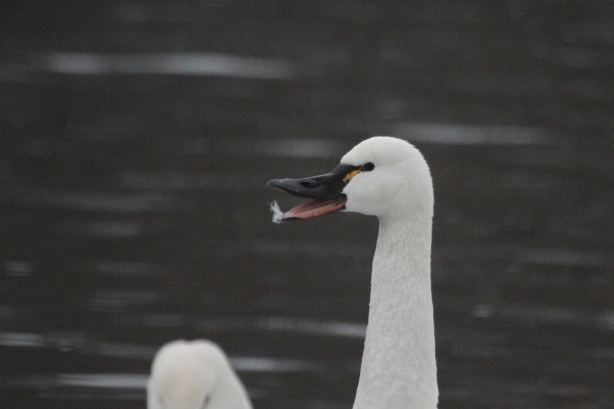 コハクチョウ - ML644680950