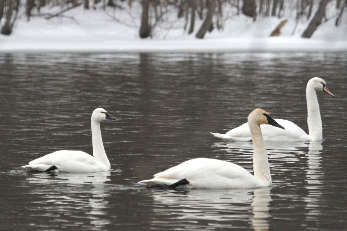 コハクチョウ - ML644680951