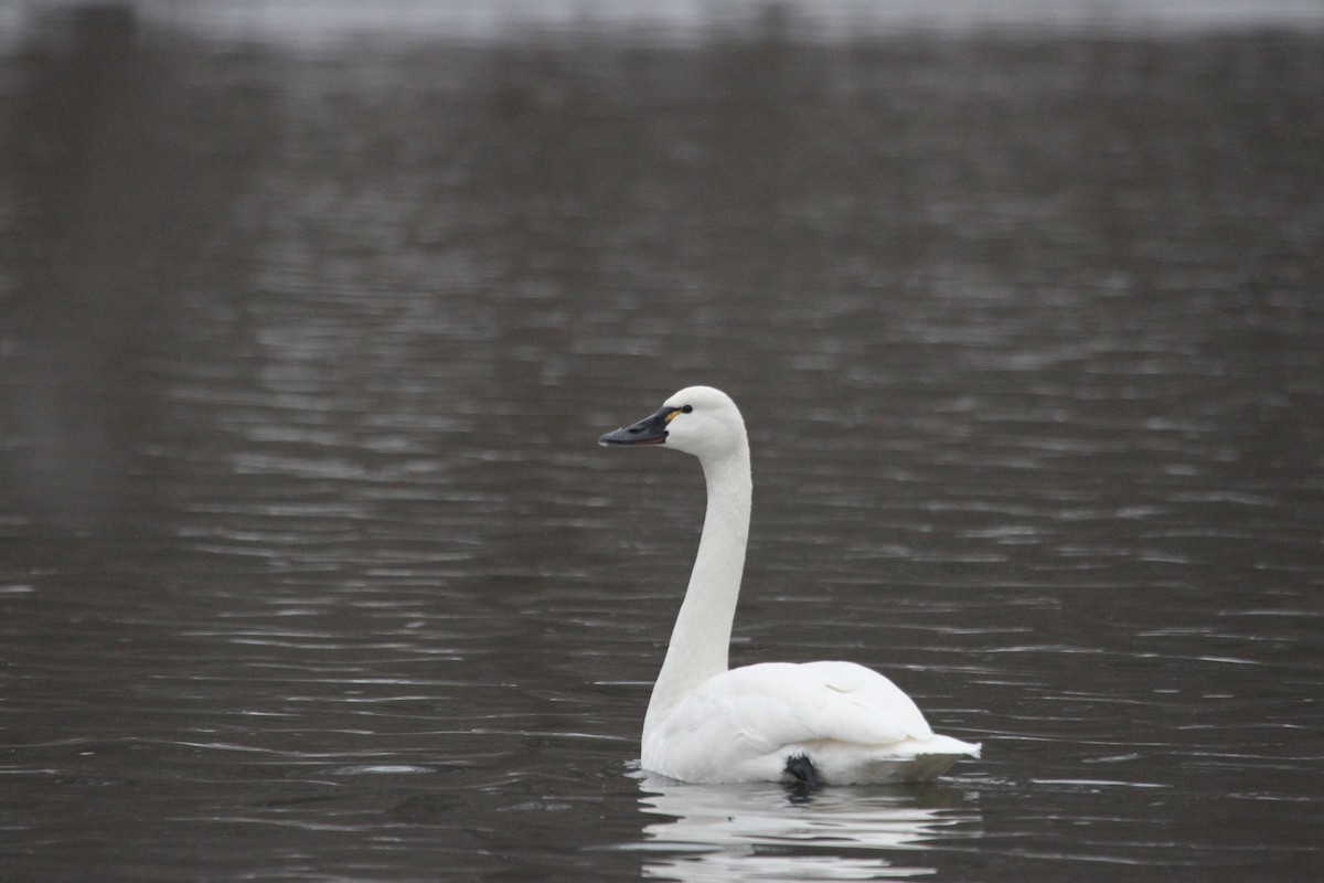 コハクチョウ - ML644680952