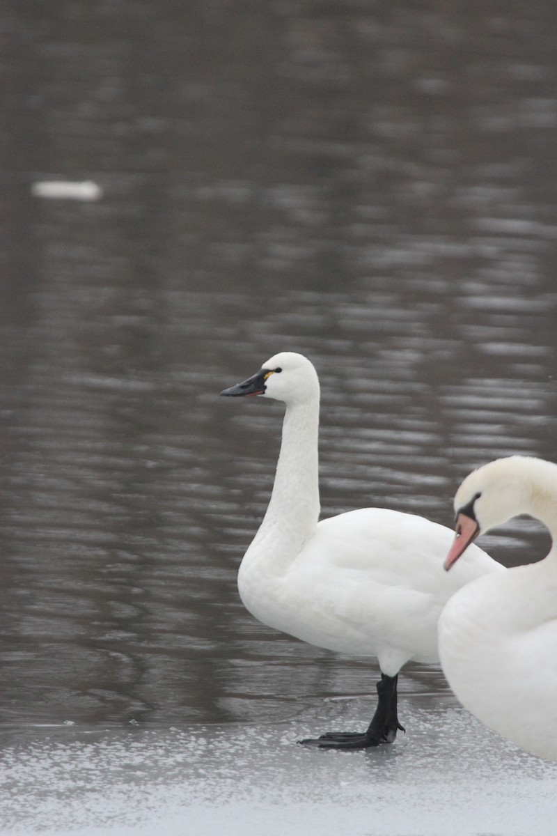 コハクチョウ - ML644680953