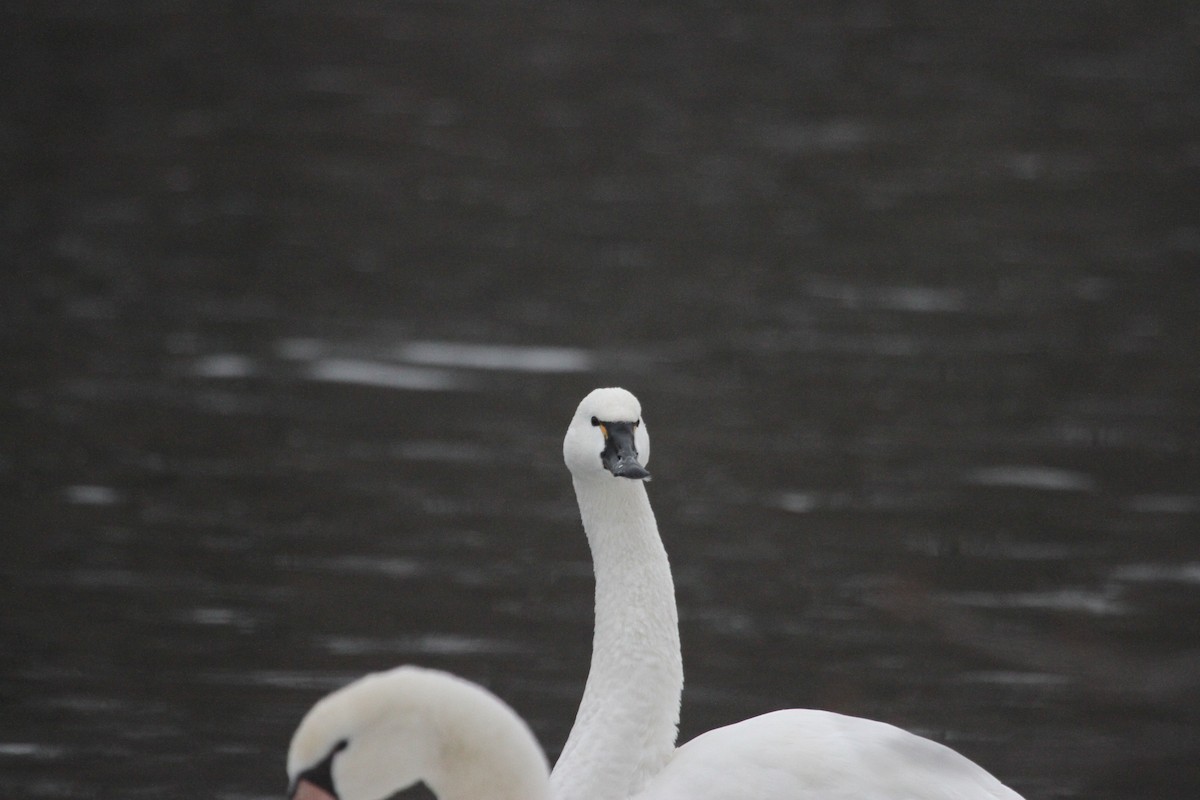 コハクチョウ - ML644680954