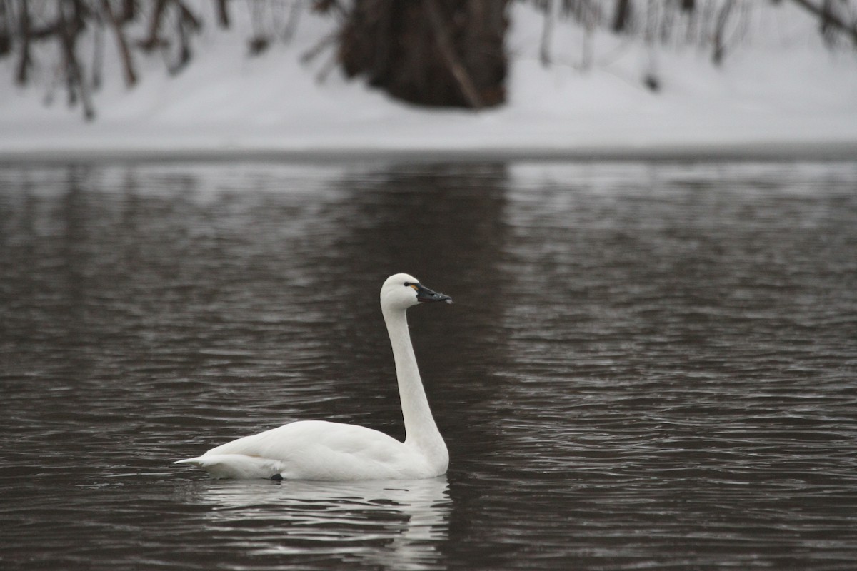 コハクチョウ - ML644680955