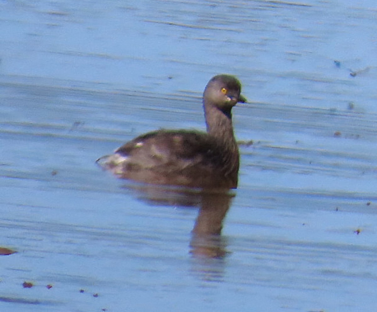 Южноамериканская поганка - ML644680957