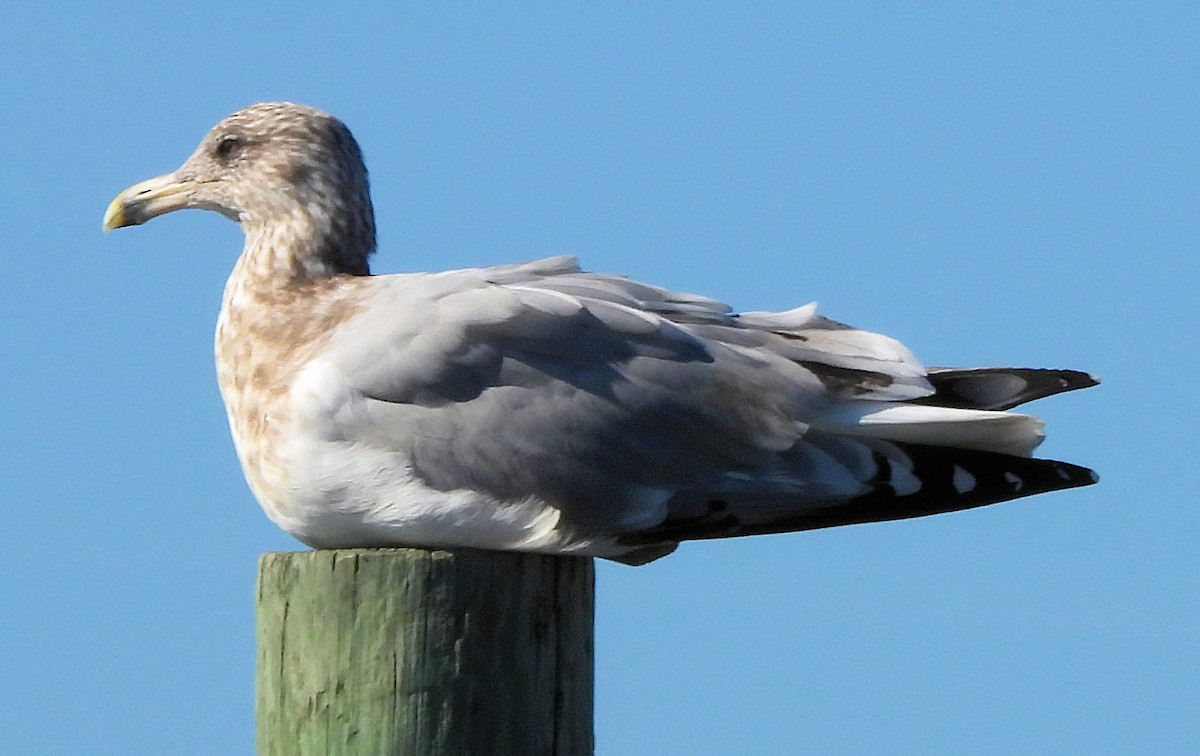 American Herring Gull - ML644680958