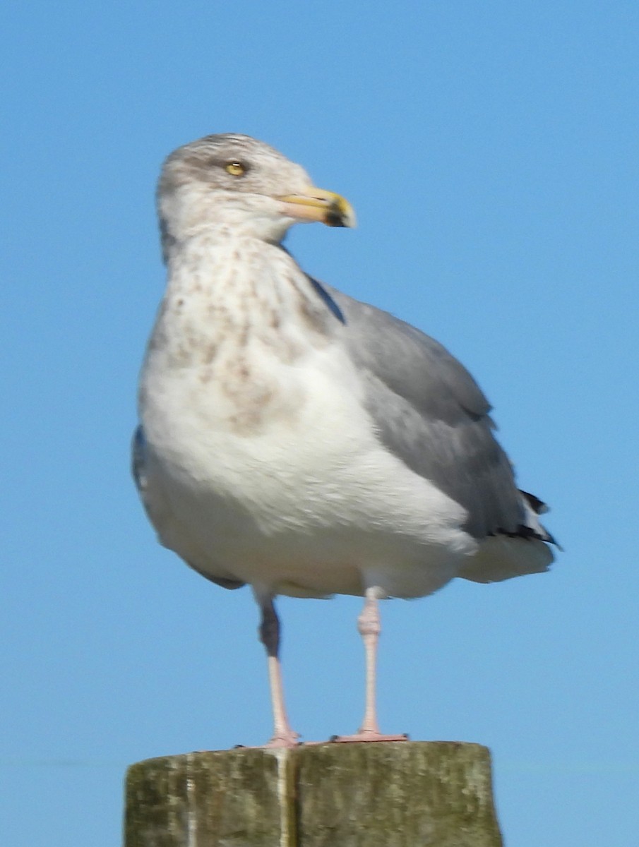 American Herring Gull - ML644680959