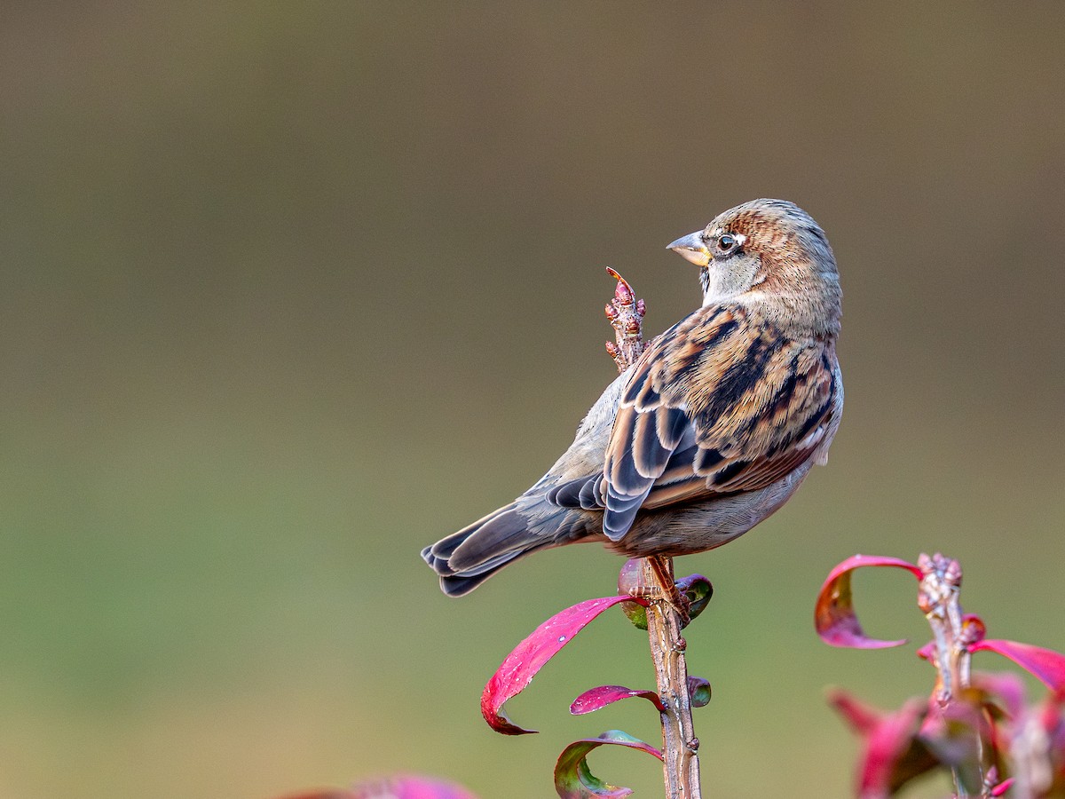 Moineau domestique - ML644680961