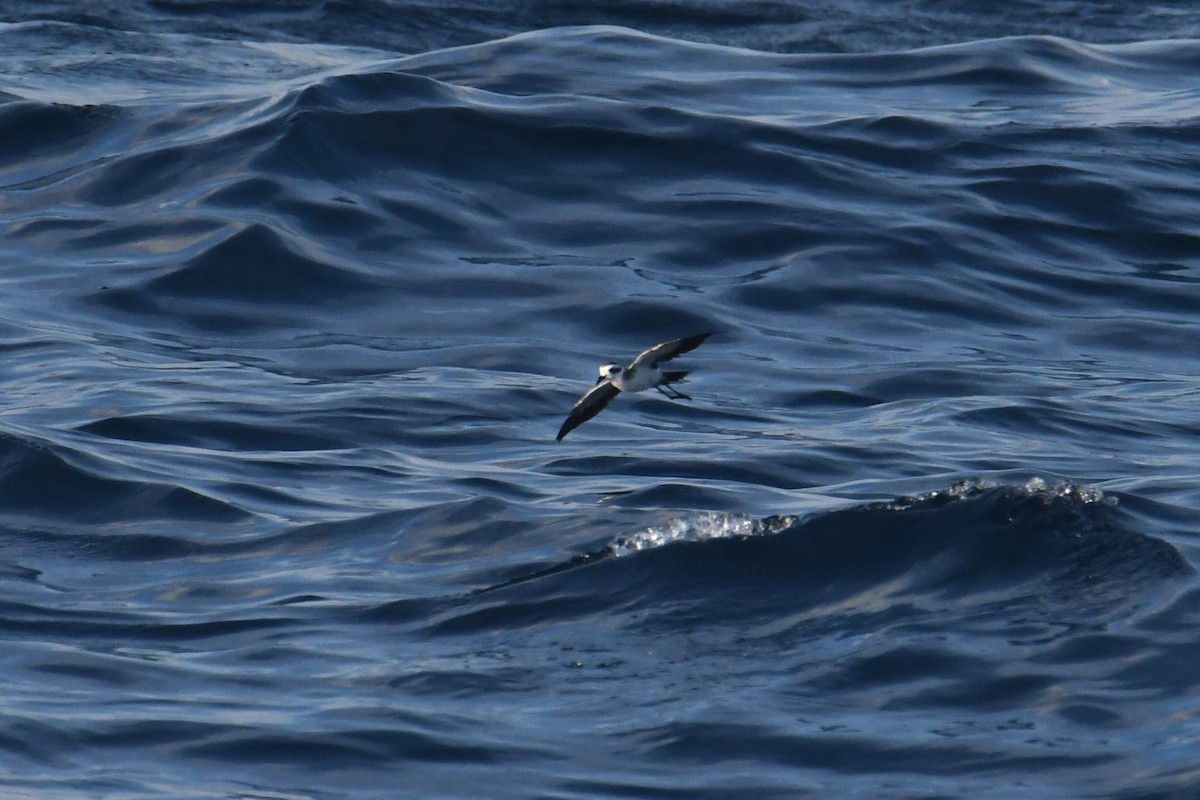 White-faced Storm-Petrel - ML644680963