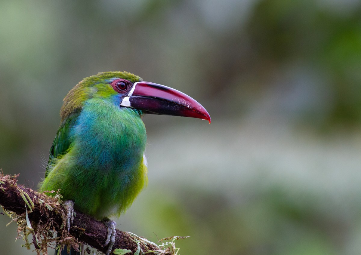 Toucanet à croupion rouge - ML644680964