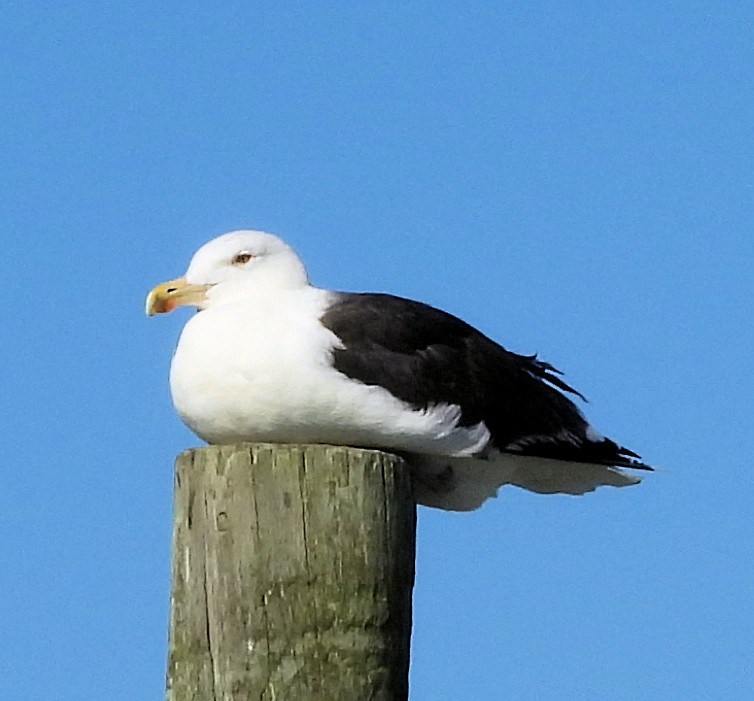 Great Black-backed Gull - ML644680966