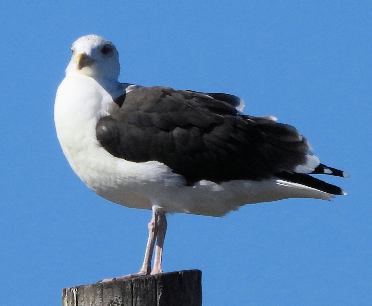 Great Black-backed Gull - ML644680967