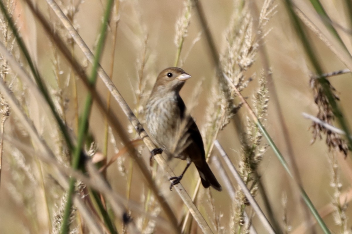 indigospurv - ML644680968