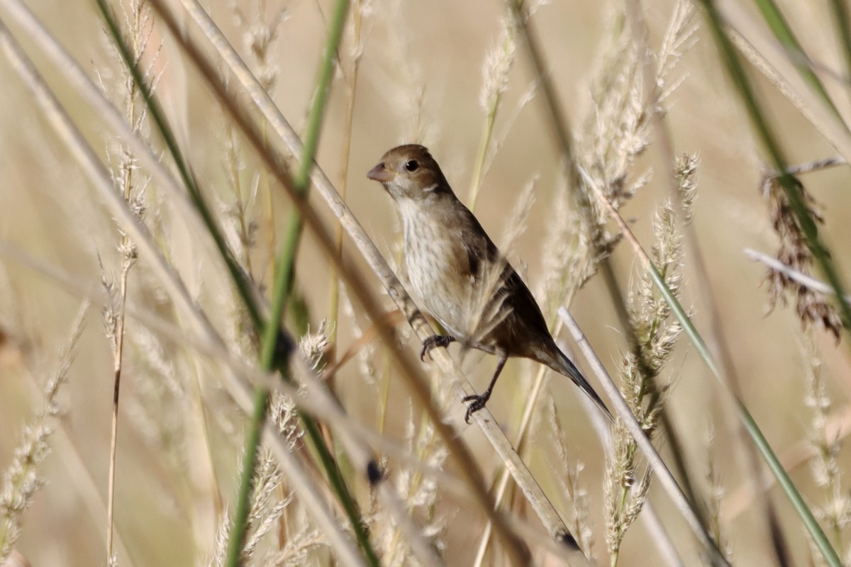 indigospurv - ML644680969