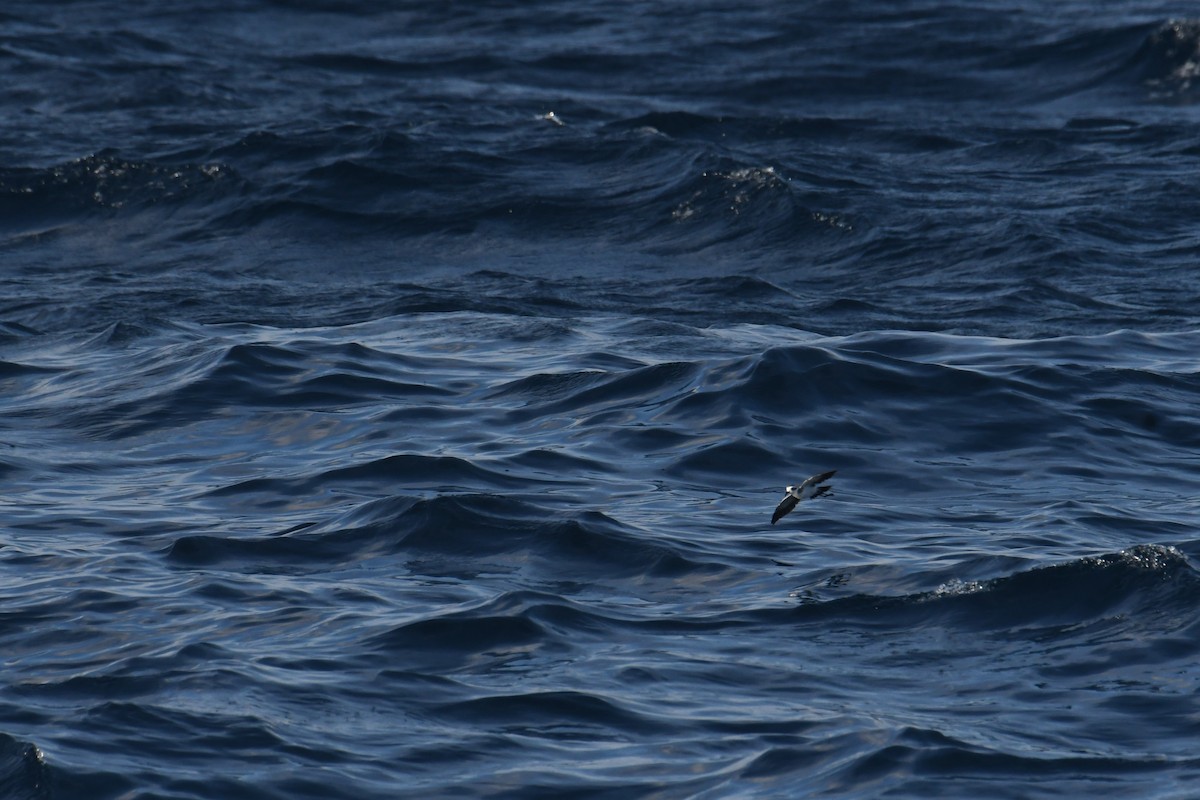 White-faced Storm-Petrel - ML644680970