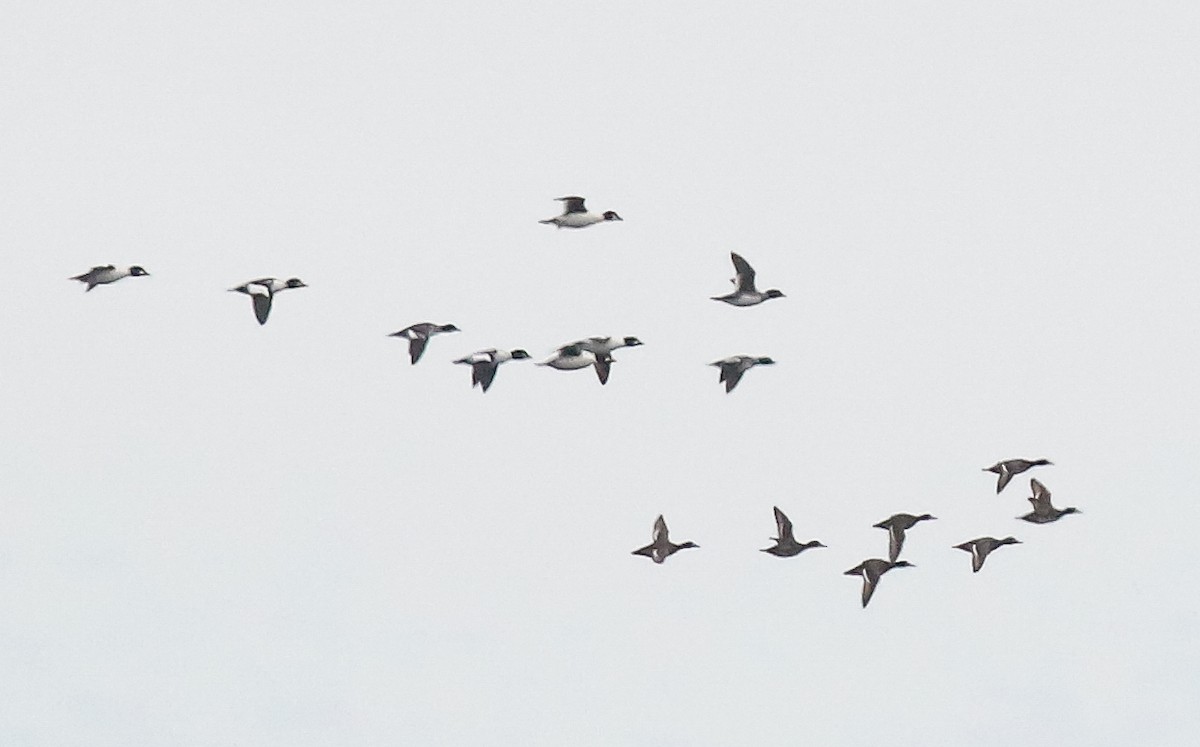 Petit Fuligule - ML644680971