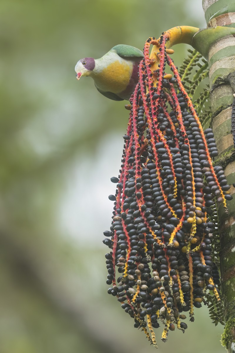 Yellow-breasted Fruit-Dove - ML644680972