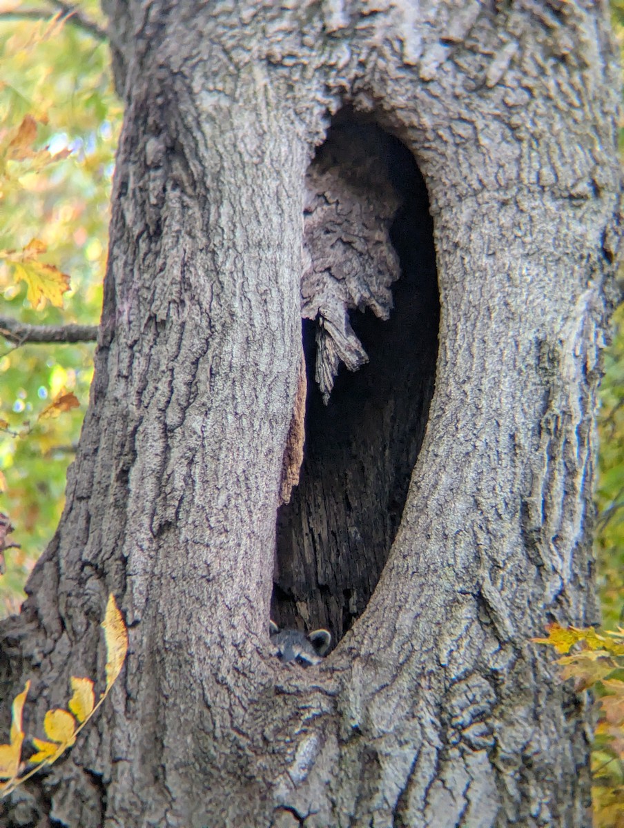 Common Raccoon - ML644680974