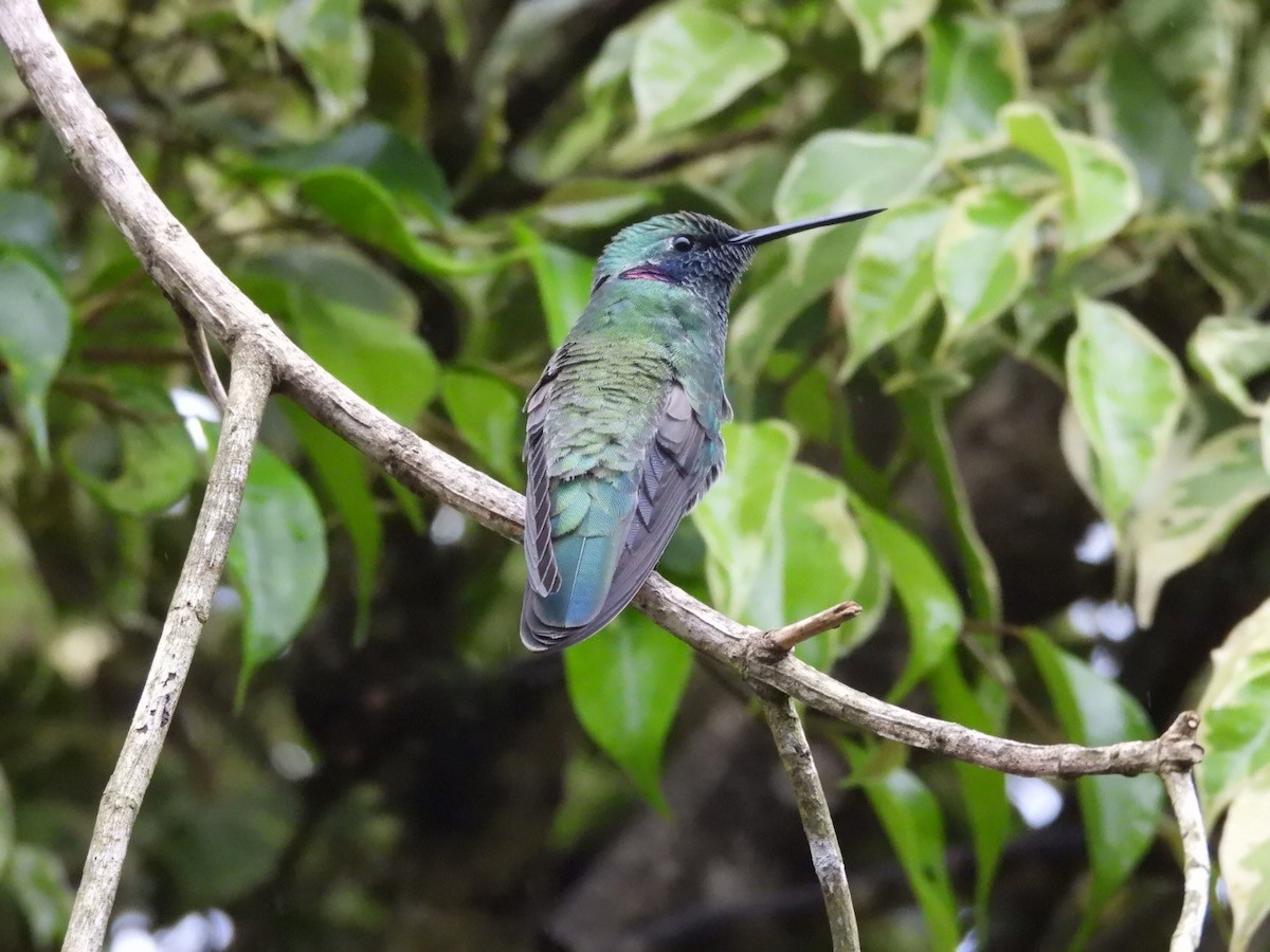 Colibri à ventre blanc - ML644680975