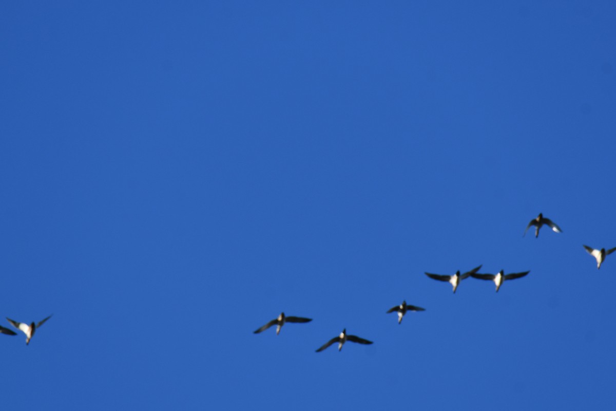 Canard pilet - ML644680977